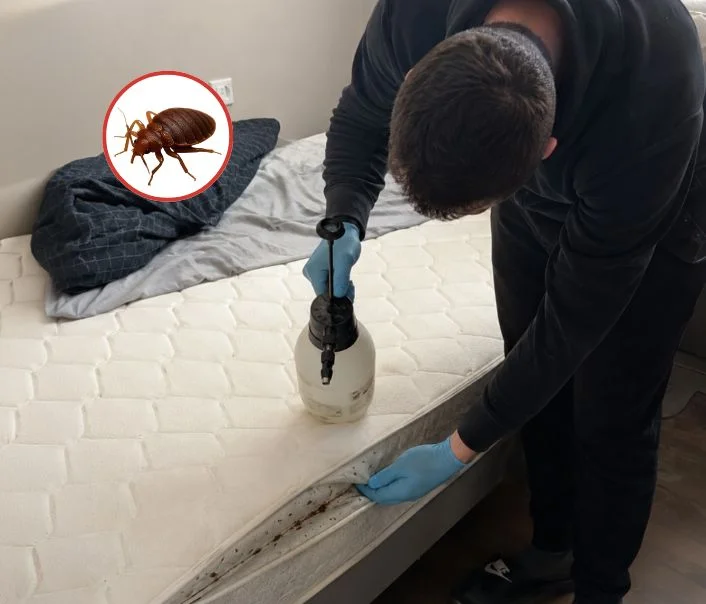 Technicien traitant un matelas contre les punaises de lit à Ecquevilly